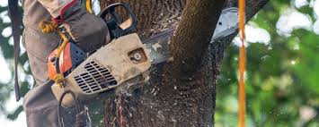 Best Lawn Pest Prevention  in Ojai, CA