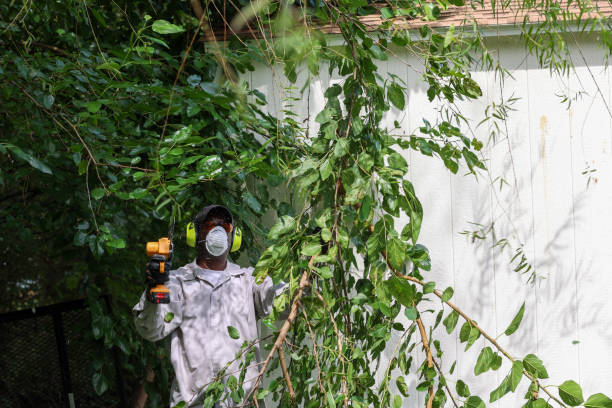 How Our Tree Care Process Works  in  Ojai, CA