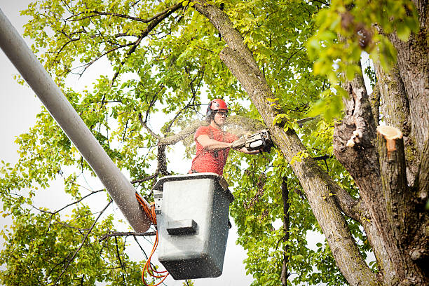 Best Tree Cabling and Bracing  in Ojai, CA